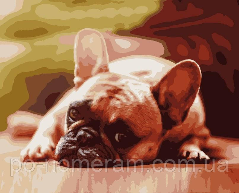 Картина за номерами Artissimo Французський бульдог (ART-B-6034) 40 х 50 см