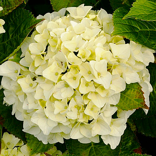 Саджанці Гортензії крупнолистної Кайпірінья (Hydrangea macrophylla Caipirinha) Р9