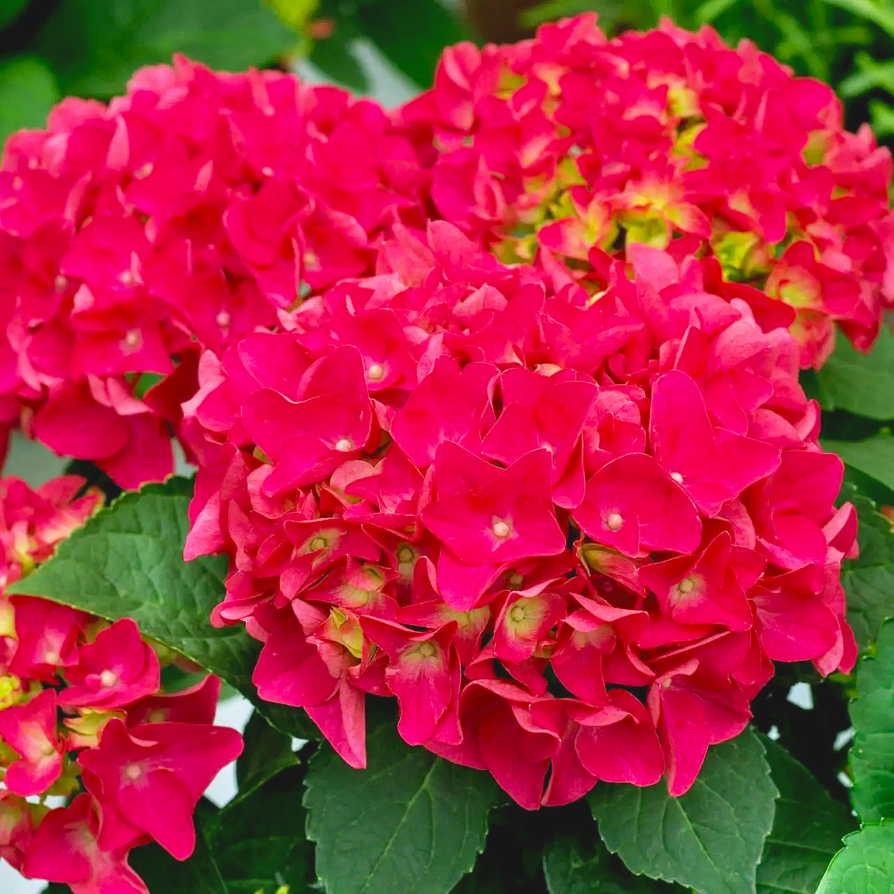 Саджанці Гортензії крупнолистної Хот Ред (Hydrangea macrophylla Hot Red) Р9