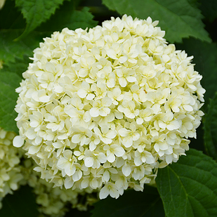 Саджанці Гортензії деревоподібної Лайм Рікі (Hydrangea arborescens Lime Rickey) Р9