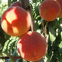 Персик"Топ Свит" Т5, крупноплодный,зимостойкий