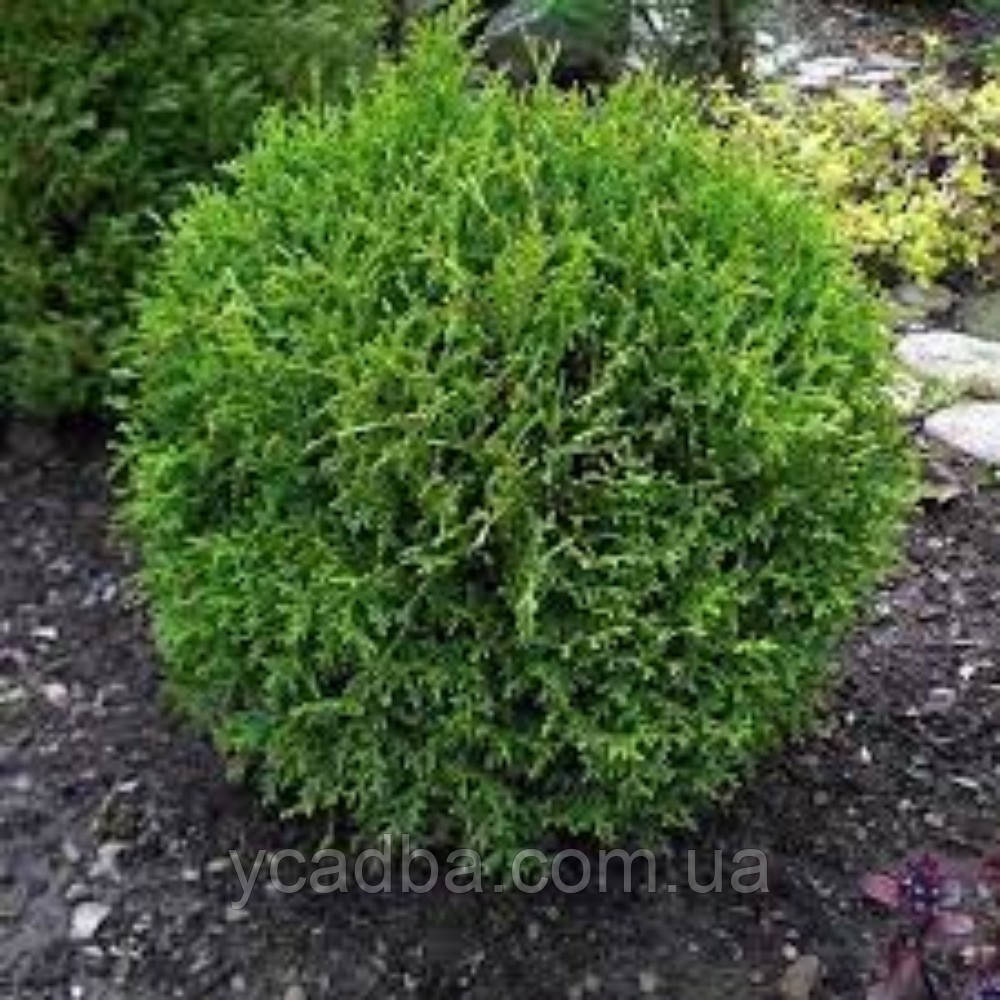 Туя західна Літл Гігант (горщик 0,5л), фото 1