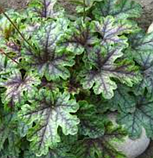 Гейхерелла Тапестрі саджанці в горщиках Heucherella Tapestry, фото 4