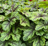 Гейхерелла Тапестрі саджанці в горщиках Heucherella Tapestry, фото 3