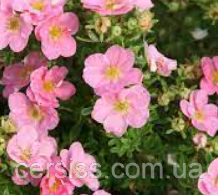 Лапчатка рожева Лавлі Пінк саджанці в контейнерах, Potentilla fruticosa Lovely pink