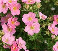 Лапчатка рожева Лавлі Пінк саджанці в контейнерах, Potentilla fruticosa Lovely pink