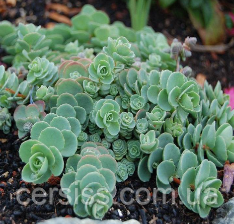 Очиток Зібольда седум в горщику Sedum sieboldii, фото 1