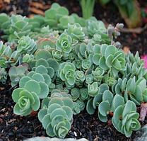 Очиток Зібольда седум в горщику Sedum sieboldii