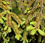 Саджанці Ялина Аянська однорічна у контейнері, Picea jezoensis, фото 2