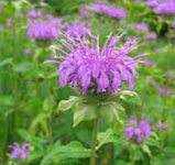Бергамот саджанці Монарда бузкова (поділка в горщику), Monarda didyma, фото 4
