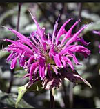 Розсада Монарда фіолетова поділка в горщику, Monarda didyma, фото 3