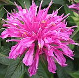 Бергамот саджанці Монарда бузкова (поділка в горщику), Monarda didyma, фото 5