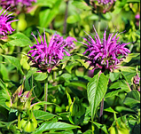 Розсада Монарда фіолетова поділка в горщику, Monarda didyma, фото 4