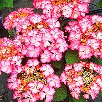 Саджанці Гортензії крупнолистної Френч Канкан Роуз (Hydrangea macrophylla French Cancan Rose) Р9