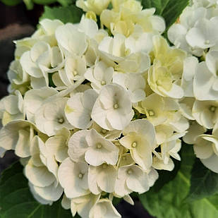 Саджанці Гортензії крупнолистної Ваніла Скай (Hydrangea macrophylla Vanilla Sky) Р9