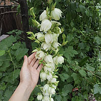 Юка нитчата (Саджанці в контейнері), Yucca filamentosa