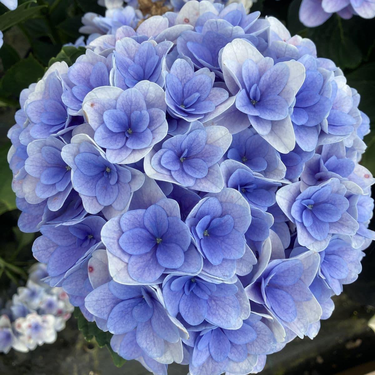 Саджанці Гортензії крупнолистної Флорентіна Блю (Hydrangea macrophylla Florentina Blue) Р9, фото 1