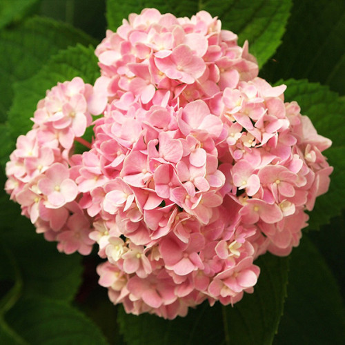 Саджанці Гортензії крупнолистної Сілкі Пінк (Hydrangea macrophylla Silky Pink) Р9