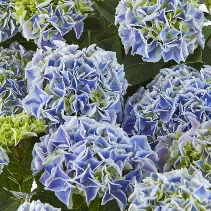 Саджанці Гортензії крупнолистної Саксон Кенді Харт Блю (Hydrangea macrophylla Saxon Candy Heart Blue) Р9, фото 1
