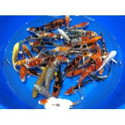 Коропи Коі 20 - 24см