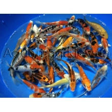 Коропи Коі 11 - 14 см, фото 2