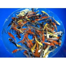 Коропи Коі 11 - 14 см, фото 3