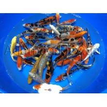 Коропи Коі 11 - 14 см, фото 4