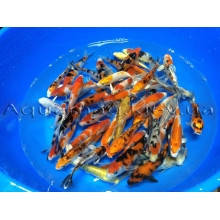 Коропи Коі 11 - 14 см, фото 5