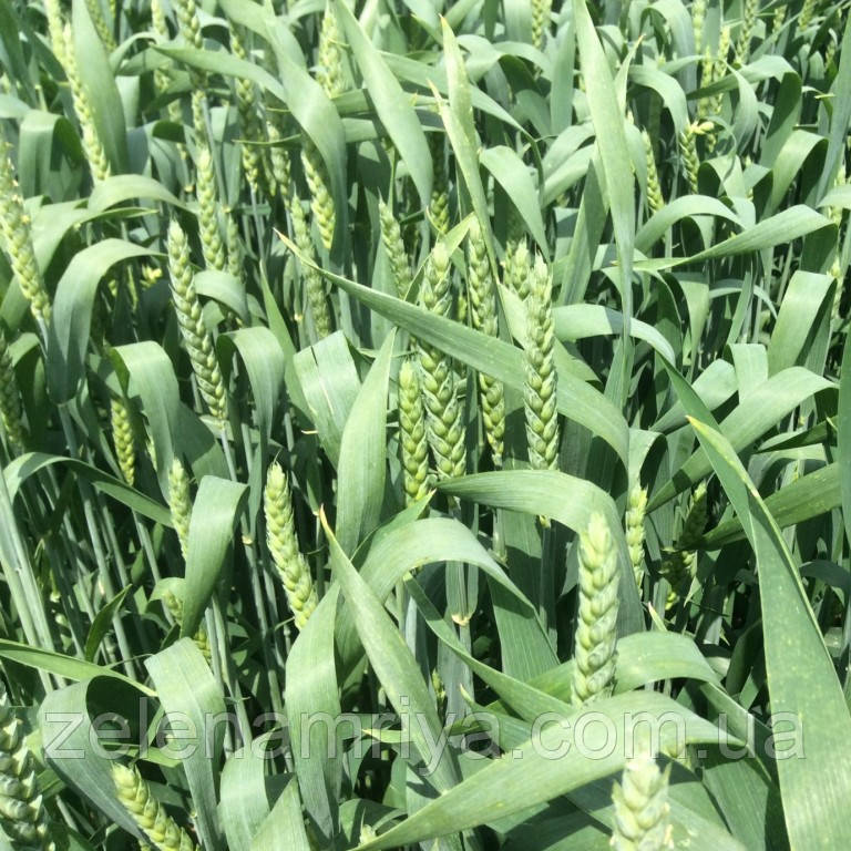 Насіння озимої пшениці КВС Джерсі Еліта ( Безоста ), фото 1