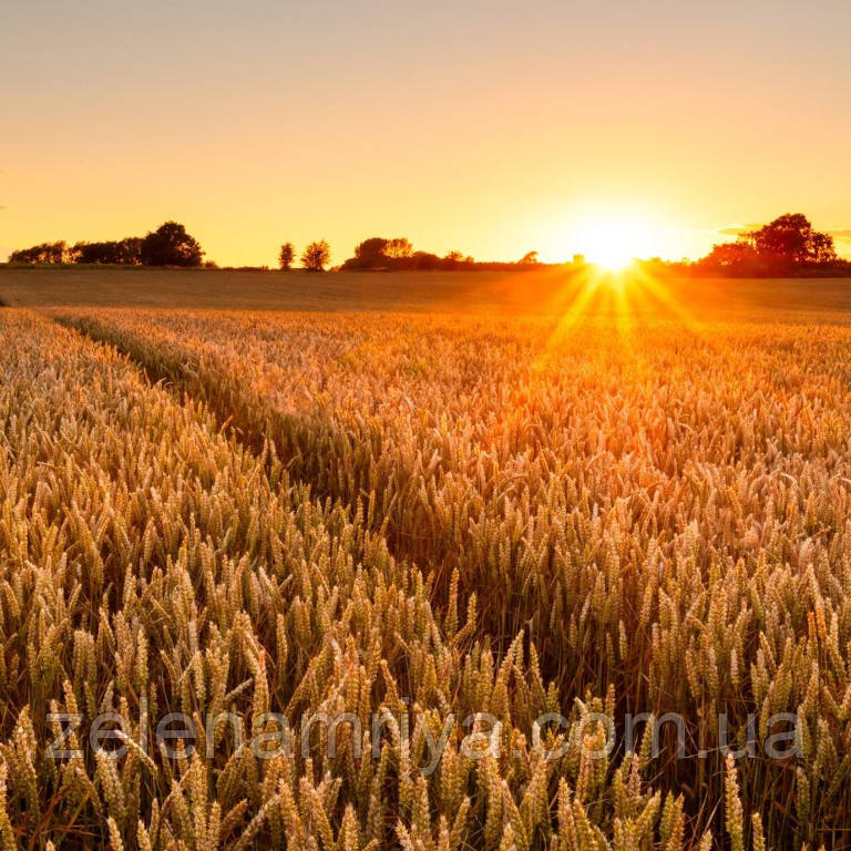 Насіння озимої пшениці Стромболі Еліта ( Безоста ), фото 1