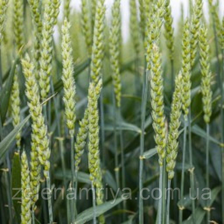 Насіння озимої пшениці КВС Емерик Еліта ( Безоста ), фото 1