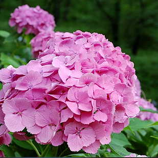 Саджанці Гортензії крупнолистної Балмер (Hydrangea macrophylla Bailmer) Р9