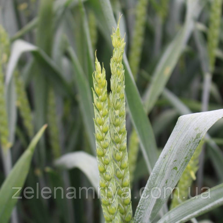 Насіння озимої пшениці КВС Ронін Еліта ( Безоста ), фото 1