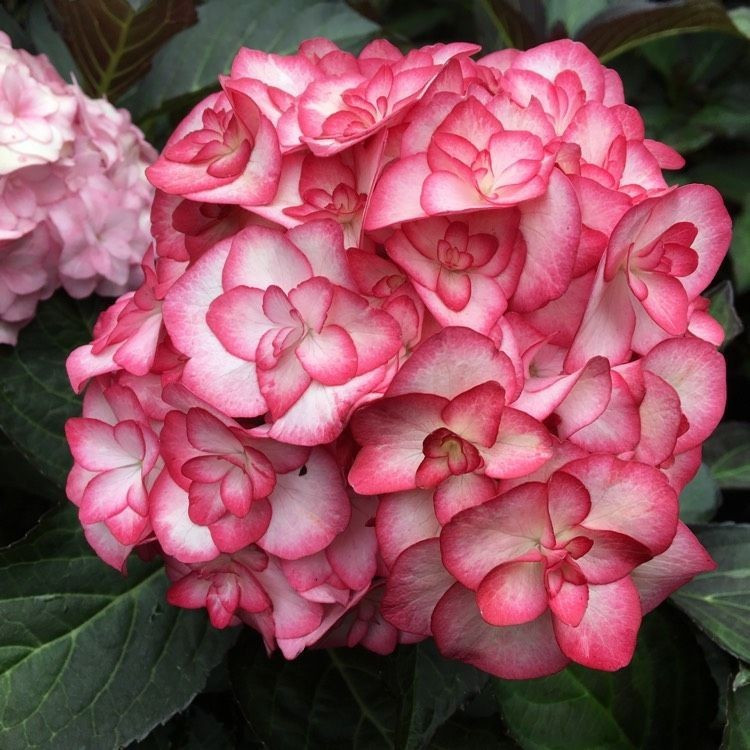 Саджанці Гортензії крупнолистної Міс Саорі (Hydrangea macrophylla Miss Saori) Р9, фото 1
