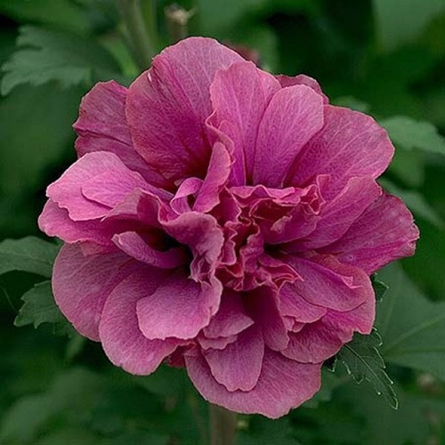 Саджанці Гібіскуса сирійського Дюк де Брабант (Hibiscus syriacus Duc de Brabant) 50-60 СМ