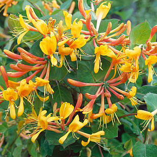 Саджанці Жимолості Тельмана (Lonicera tellmanniana) Р9