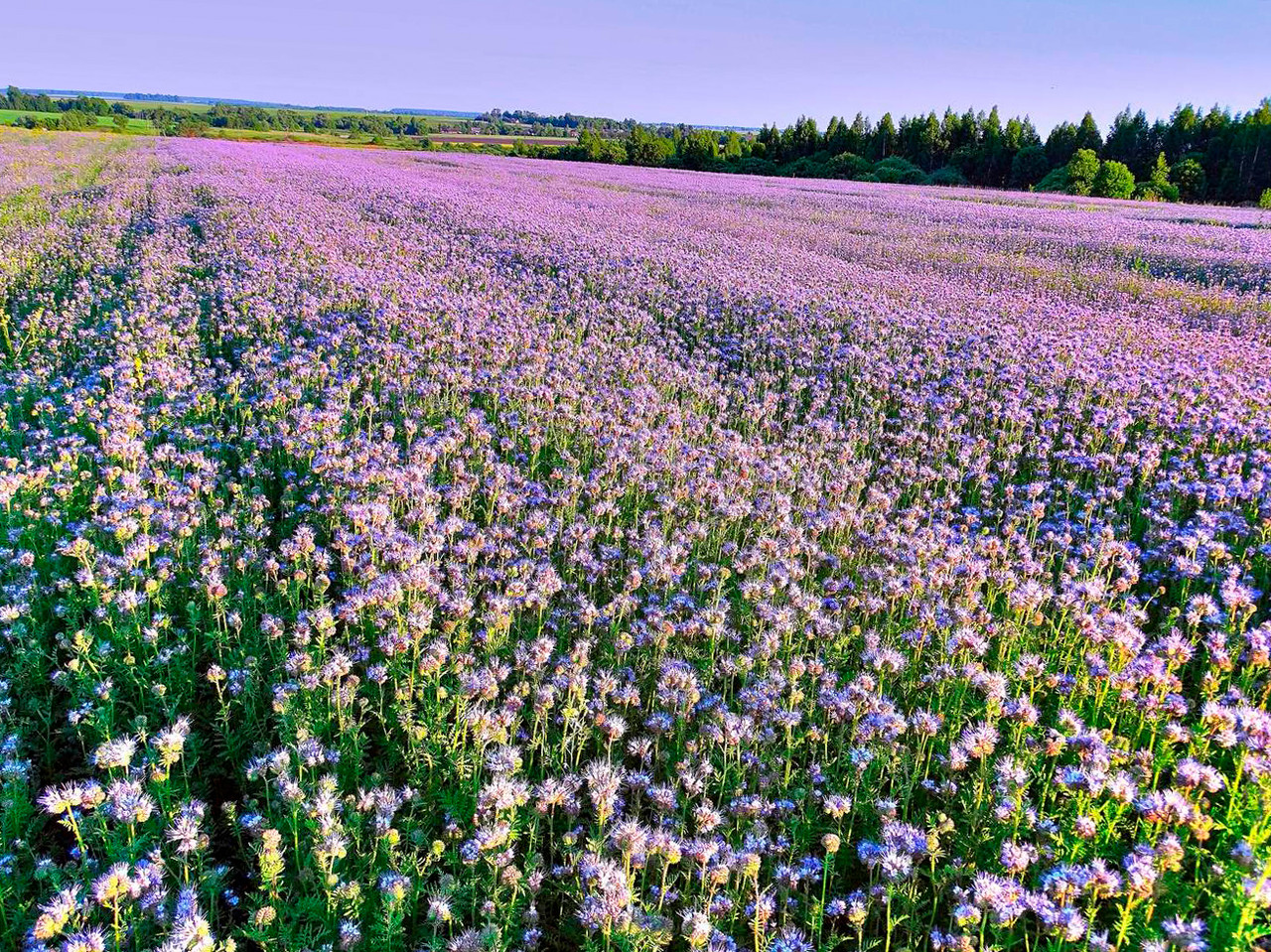 Фацелія вагова, 250 грам - фото 4 - id-p1897251893