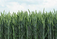 Насіння озимою пшениці ЛГ Абсалон Еліта ( Безоста )