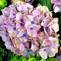 Гортензія крупнолиста Джевел Блю / С10 / Hydrangea Jewel blue, фото 6