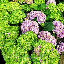 Гортензія крупнолиста Джевел Блю / С10 / Hydrangea Jewel blue, фото 5