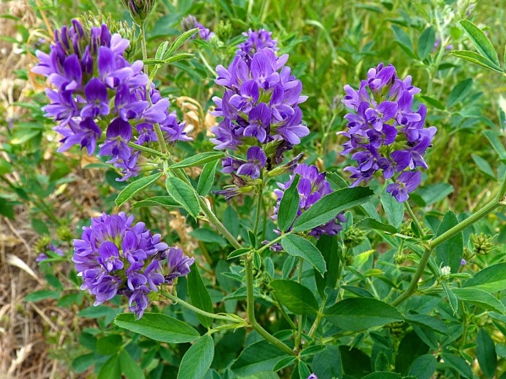 Люцерна вагова, 1 кг, фото 1