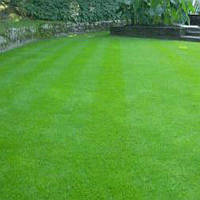 Газонна трава повільновідростаюча EG DIY Lippa-Liliput Eurograss, ціна за 0,5  кг