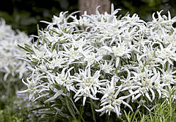 Едельвейс альпійський "Blossom of Snow"
