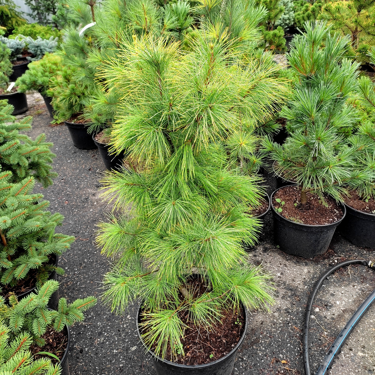 Сосна японська Луї / С20 / h 100-130 / Pinus parviflora Louie