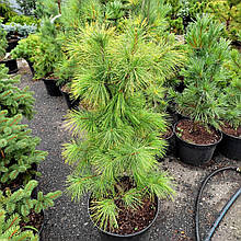 Сосна японська Луї / С20 / h 100-130 / Pinus parviflora Louie