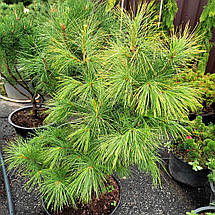 Сосна японська Луї / С20 / h 100-130 / Pinus parviflora Louie, фото 3