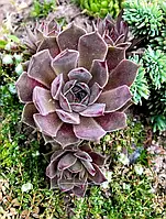 Молодило "Lacerta"