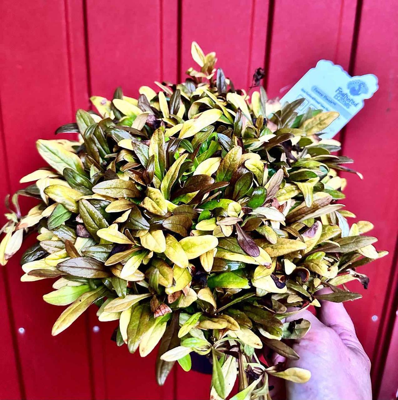 Аюга Живучка Fancy Funch, фото 1