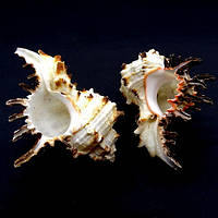 Морські раковини мурекс-індикація MUREX INDIVIA великий. Розмір: висота 6-7 см за 1 шт.
