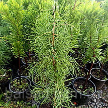 Таксодіум Нутанс / С5 / h 40-50 / Taxodium Nutans, фото 4